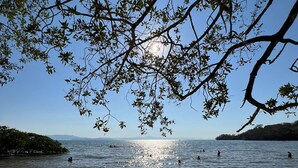 Une plage à l’eau claire, un rivage sablonneux et un arbre dont les branches se penchent au-dessus de l’eau.