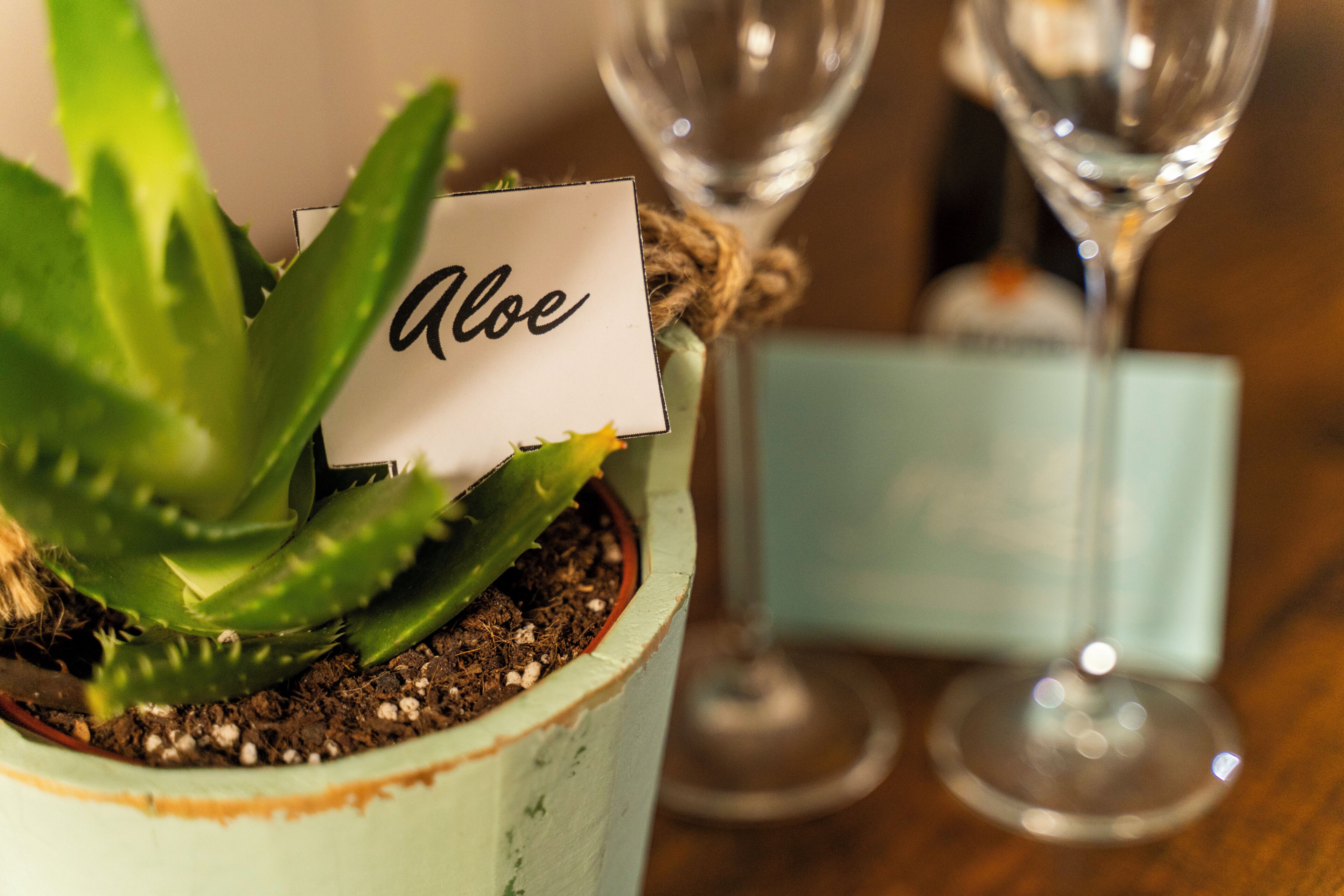 A potted aloe plant with a label, a glass vase, and a small blue box.