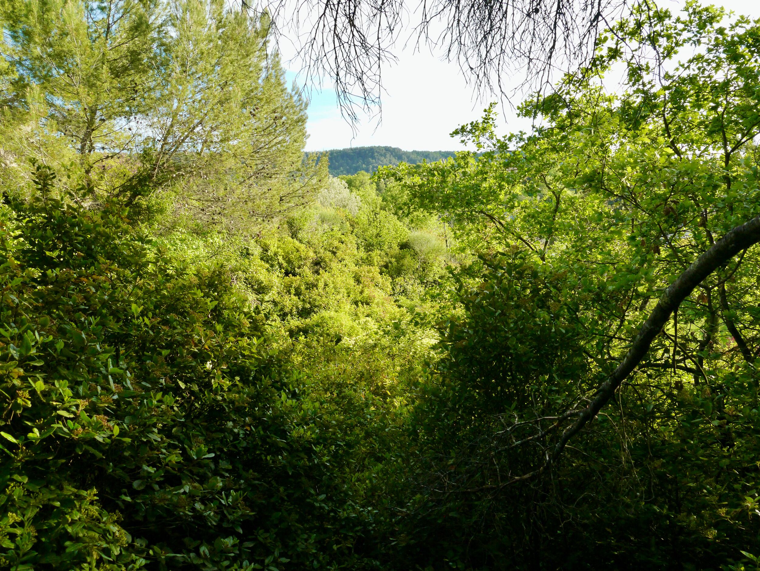 A dense forest with a variety of trees and underbrush.