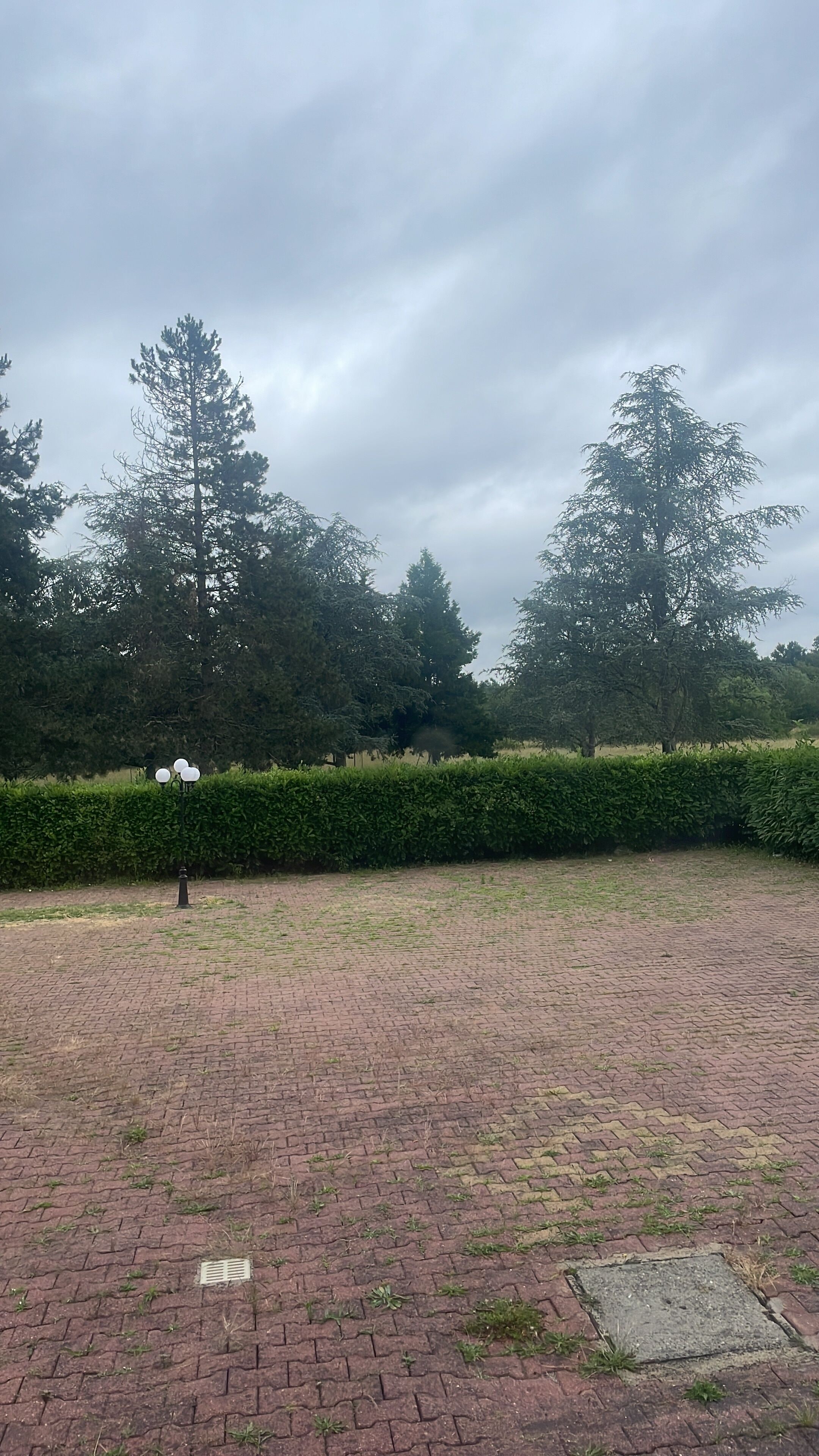 Un espacio al aire libre con pavimento, un seto y árboles de fondo.