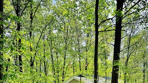 A cabin surrounded by dense forest, with a gravel path leading to it. - Harbor Hideway is a cozy, romantic gem minutes away from Jamestown Marina! (Jamestown)