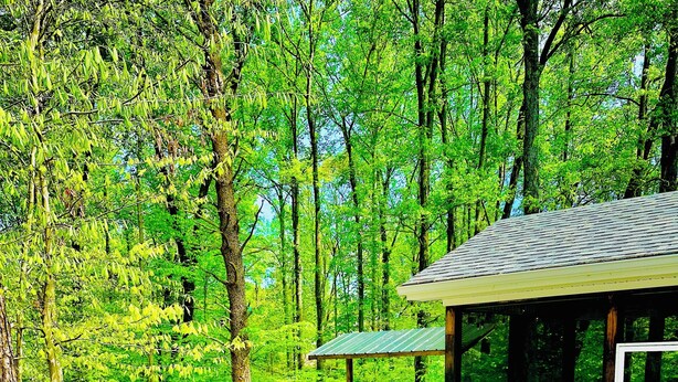 A covered outdoor seating area with chairs and a table, surrounded by a forested landscape. - Harbor Hideway is a cozy, romantic gem minutes away from Jamestown Marina! (Jamestown)