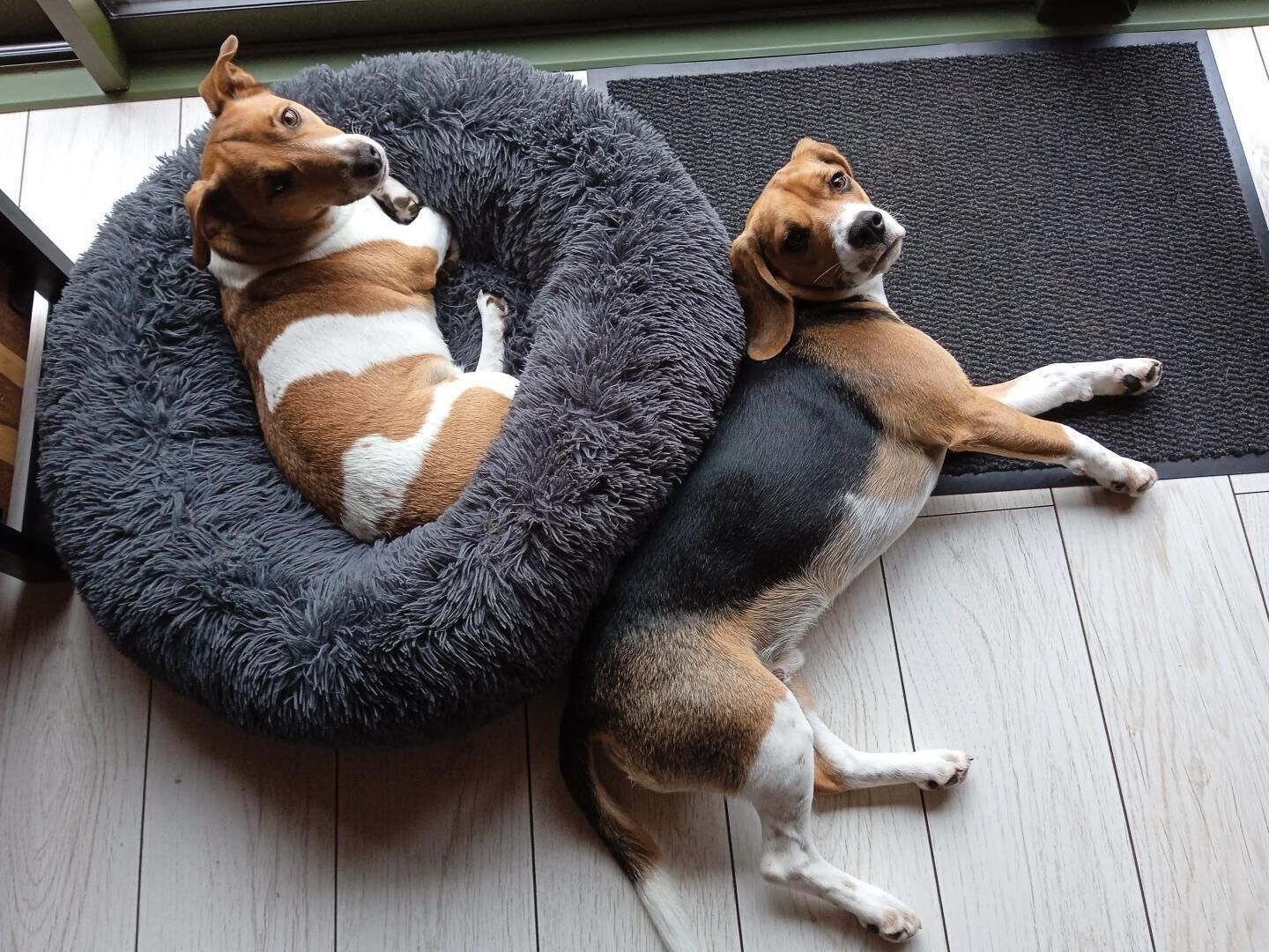 Twee honden rusten in een zacht hondenbed op een houten vloer.