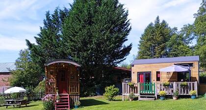 TINY SOMNIFLORE - WASIGNY