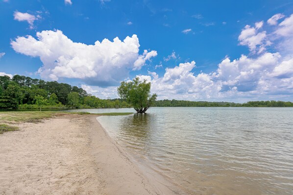 A beach with a tree in the water, a sandy shore, and a forest in the background.
