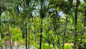 A lush garden with palm trees, a swimming pool, and a paved walkway. - Hotel Mar y Mar (San Marcos)
