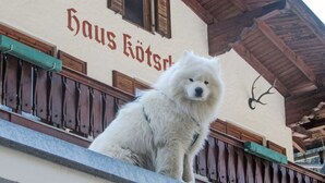 Un perro blanco y esponjoso sentado en un balcón, con un edificio en el fondo que dice 