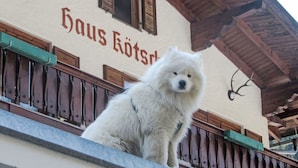 A fluffy white dog sitting on a balcony with a building in the background labeled "Haus Rotscher". - Haus Kötschach by Interhome (Bad Gastein)