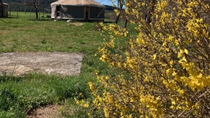 Eine Jurte mit einem strohgedeckten Dach, umgeben von einer Wiese und einem Baum mit gelben Blüten.