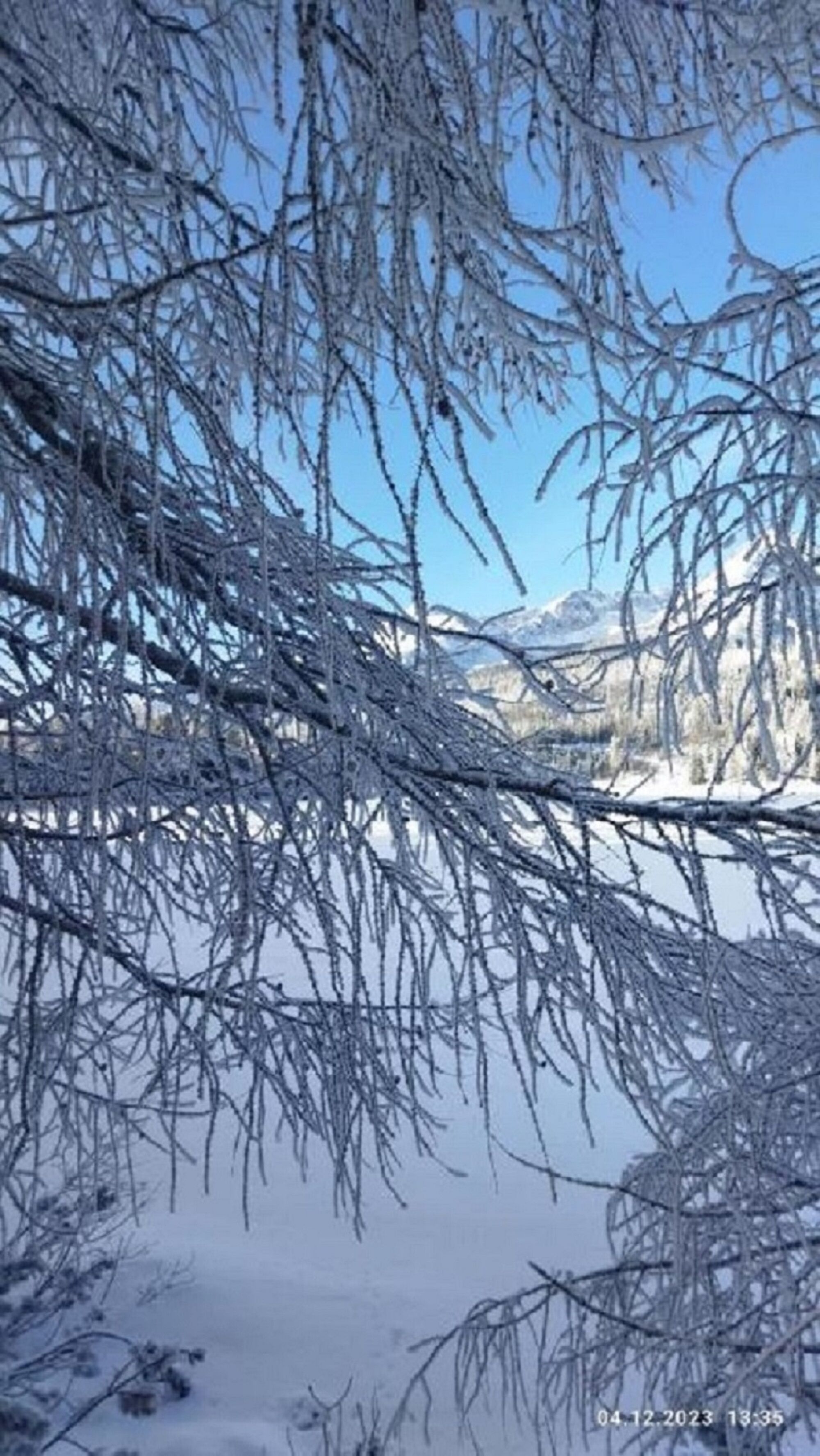 Un paisaje nevado con árboles desnudos y cielo despejado.