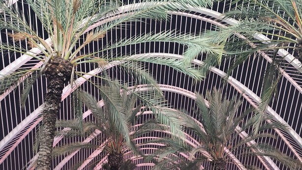 A pathway lined with palm trees under a curved metal structure. - Enjoy Valencia. Studio located between Ruzafa and City of Arts and Sciences. (Valencia)