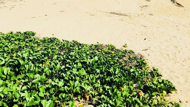 Uma praia com uma palmeira e vegetação verde em primeiro plano.