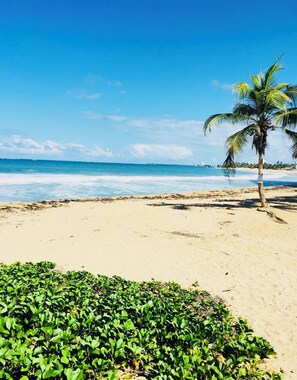 Une plage avec un palmier et des plantes vertes au premier plan.