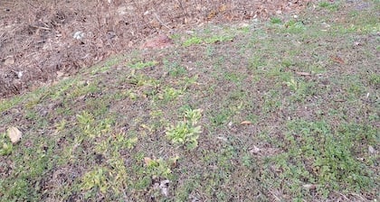 Deer Duplex Buck Side near Hatfield McCoy Ivy Branch Trails - 4 Bedrooms