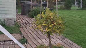 A wooden deck with a potted plant, string lights, and a grill. - The Riverside Retreat (GLOUCESTERSHIRE)