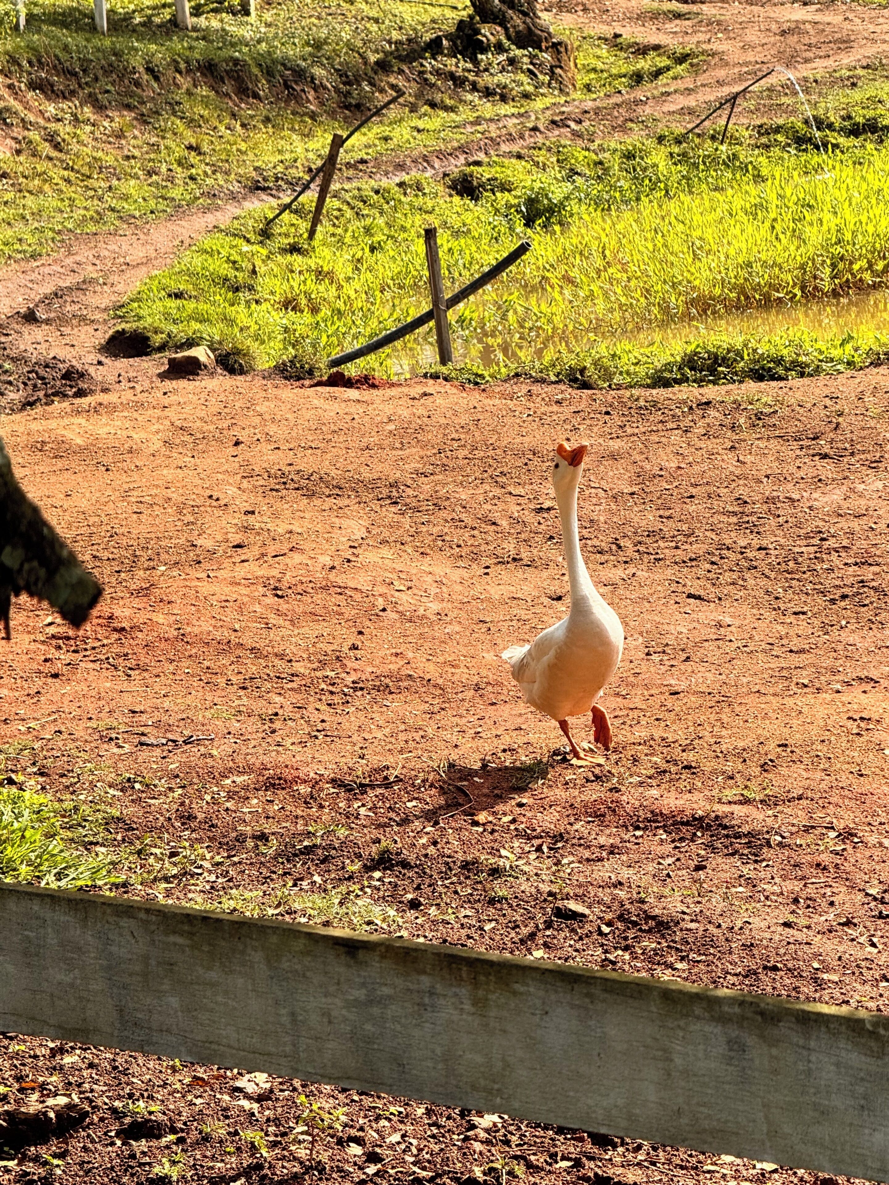 A goose walking on a dirt path with grass and a wooden fence in the background.