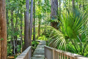 Meander through a serene forest along a wooden boardwalk, surrounded by tall trees and lush foliage.