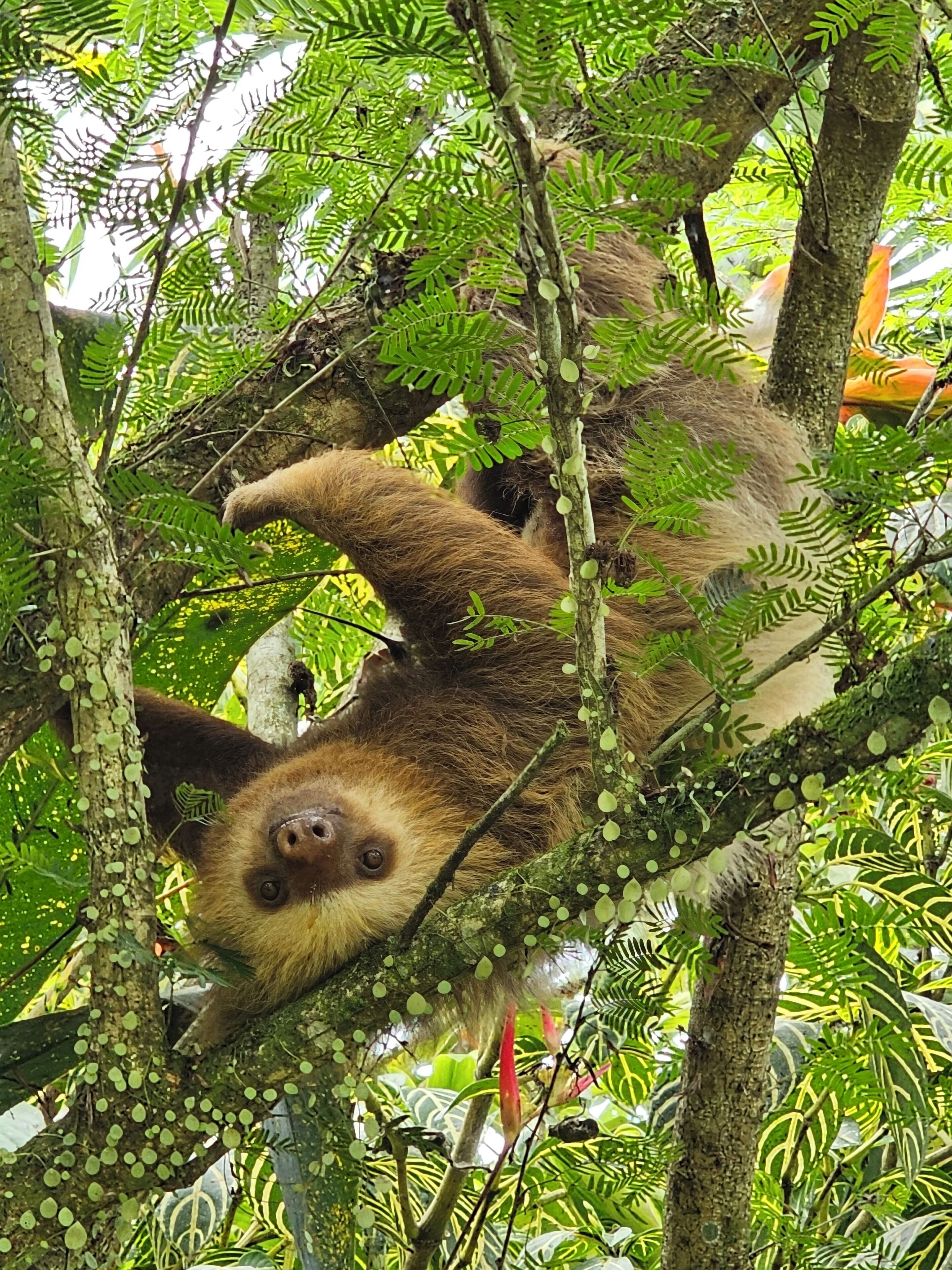 A sloth hanging from a tree branch amidst dense foliage.