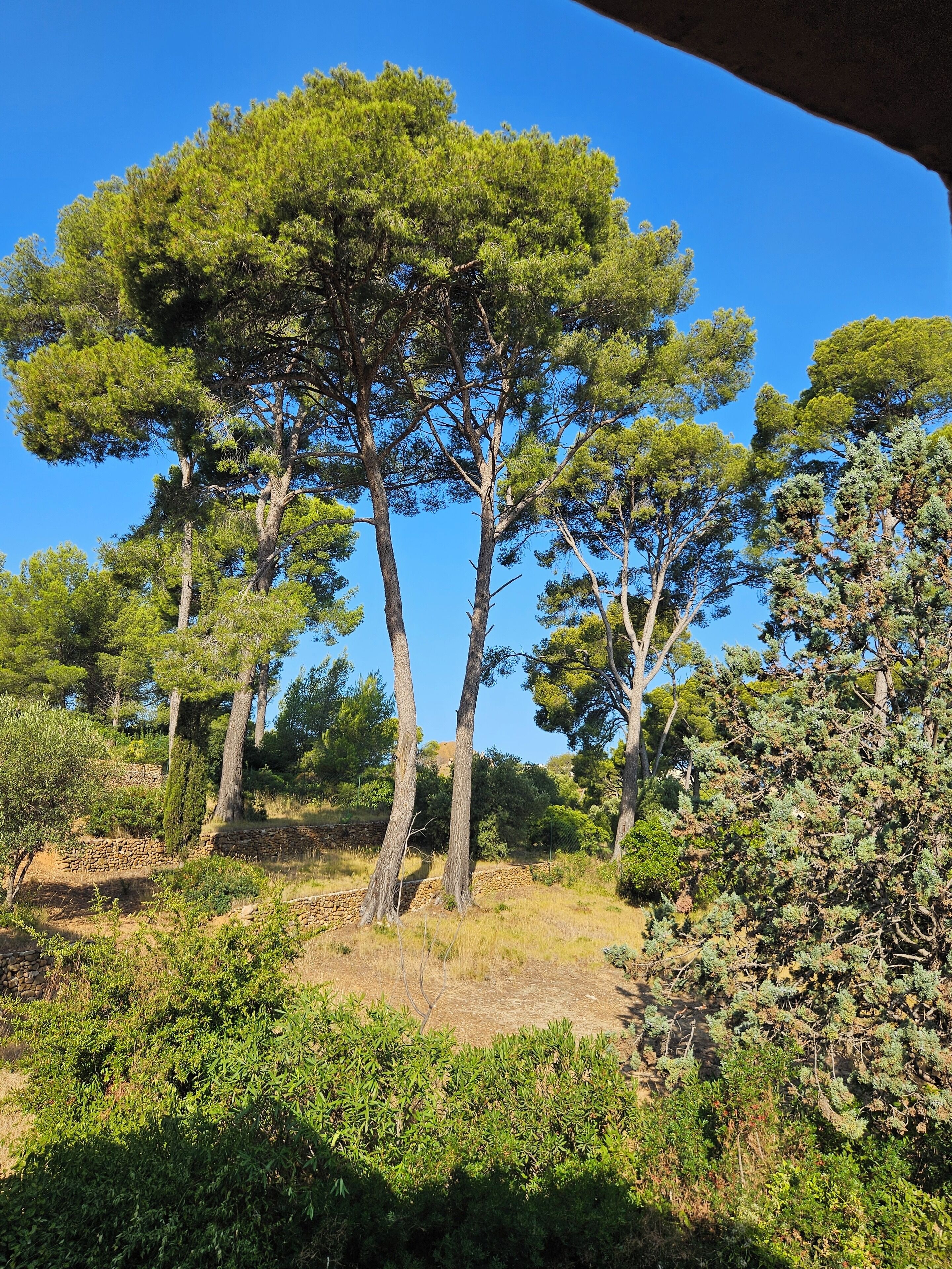 The garden (16 000 sq meters by the sea, ie around 4 acres)