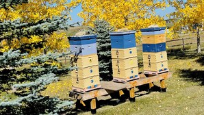 Three beehive boxes on a wooden cart in a grassy area with yellow foliage. - Charming Guest House with Beautiful Mountain View & Spa....Pet Friendly (De Winton)