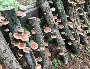 Property grounds - Magic Forest Farm's Artist Retreat (Coeymans Hollow)