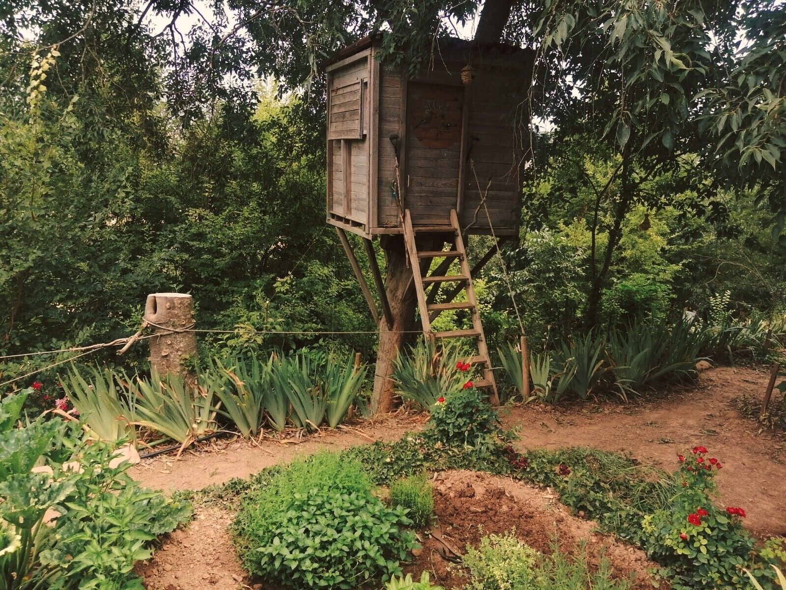 Een houten constructie met een ladder, omringd door weelderige begroeiing en diverse planten.