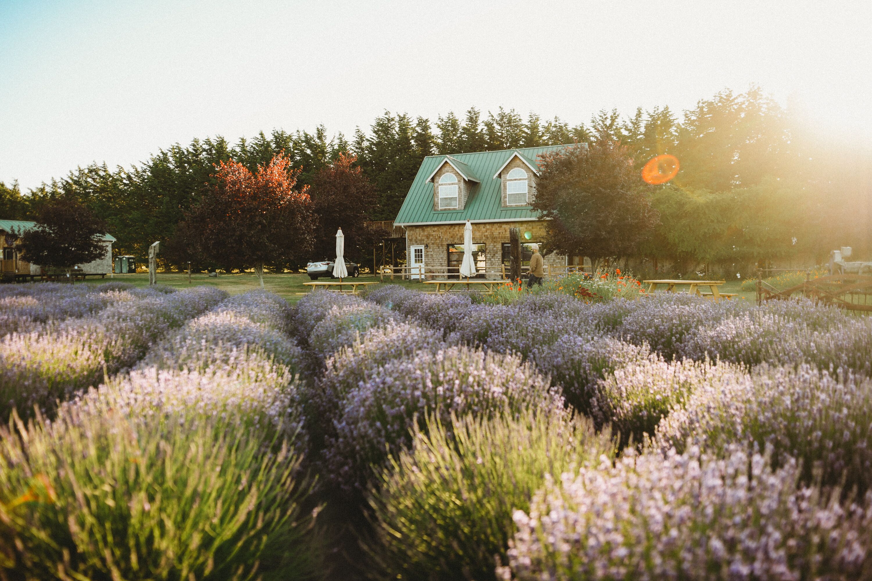 Lavender Farm House. Walk to the ocean and close to the Olympic National Park