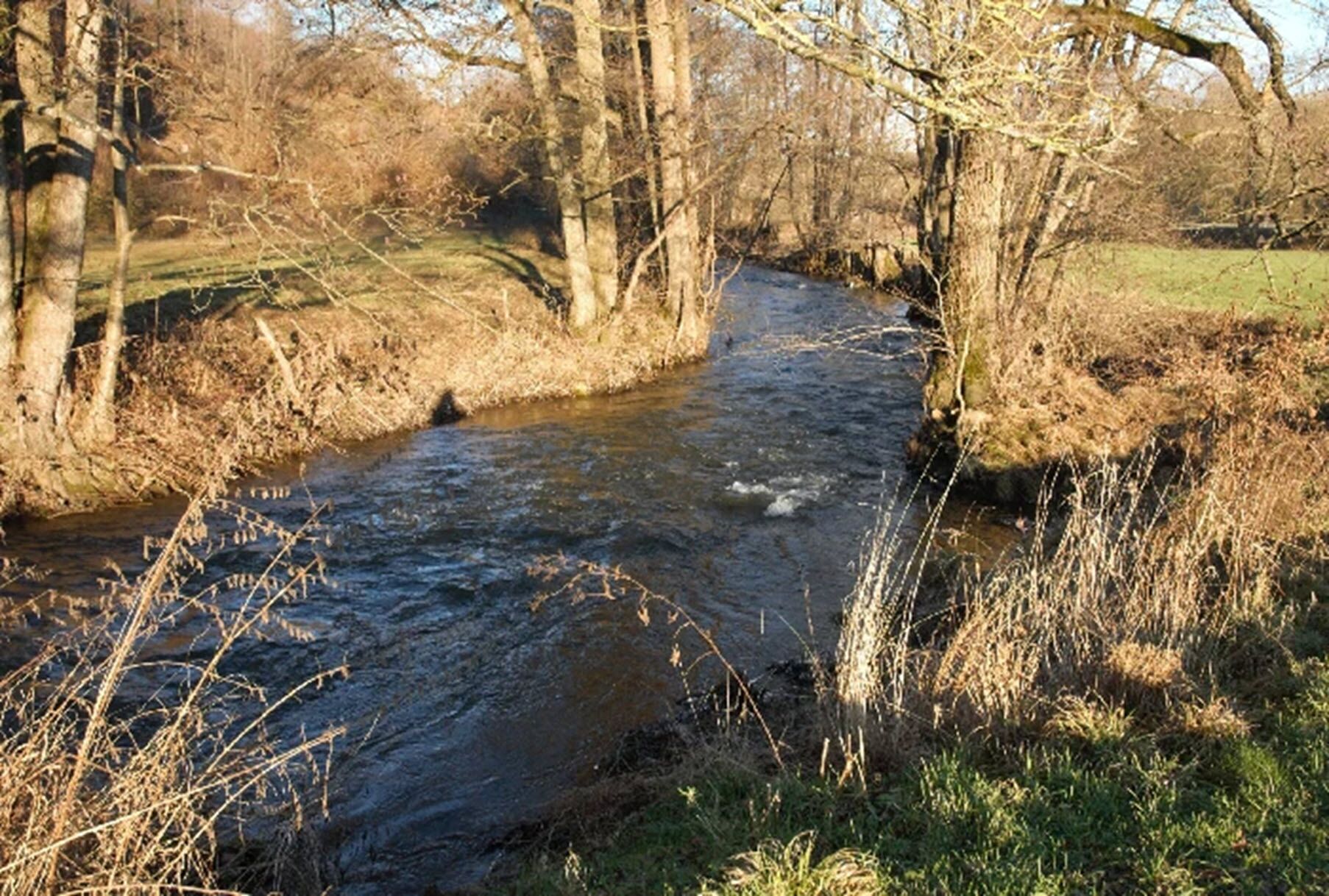 Taman