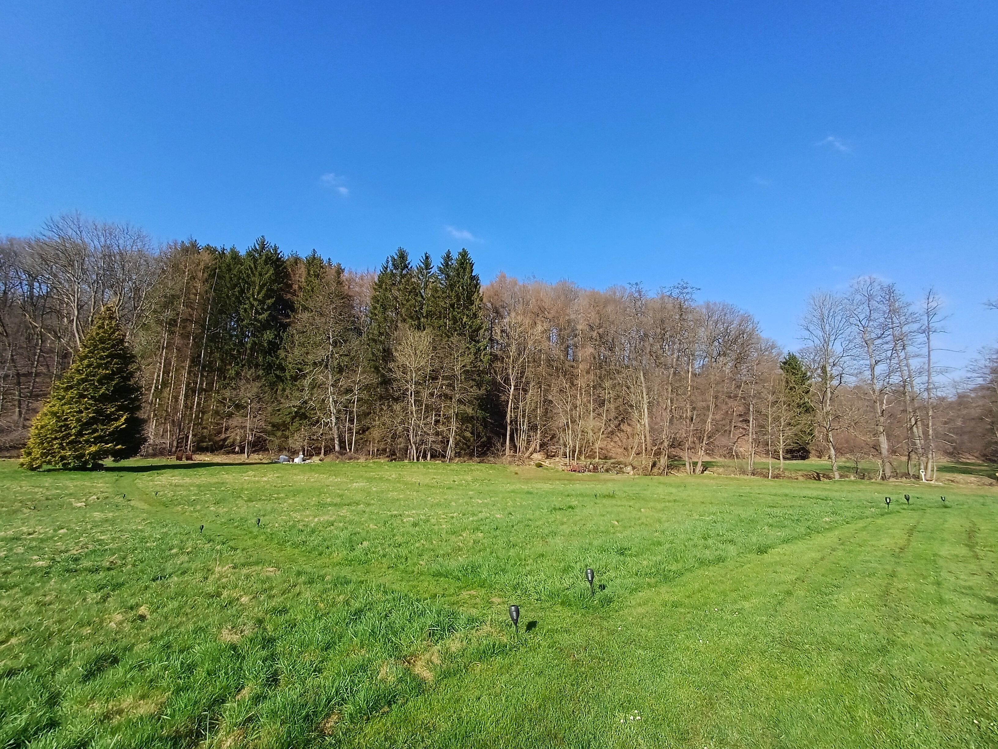 A grassy field with a few trees and a clear blue sky.