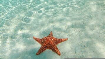 Departamento | 2 habitaciones y escritorio