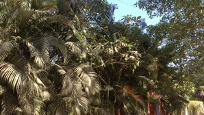 House | Property grounds - Charming, Art-filled Casa Poesia (Sayulita)