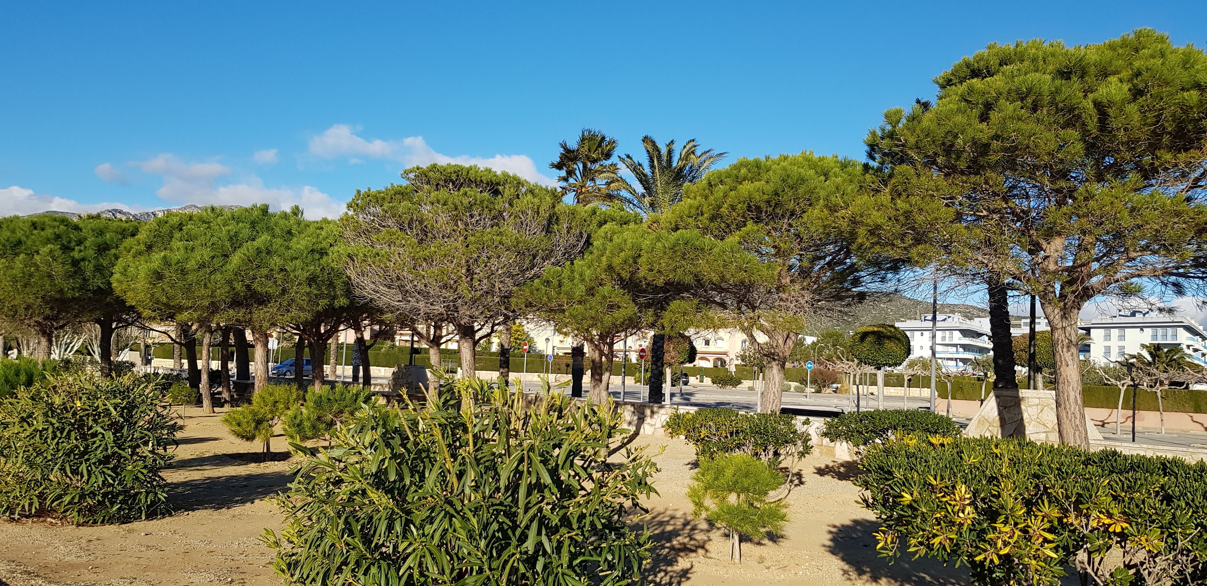 A landscaped area with various trees and shrubs, a paved walkway, and buildings in the background.