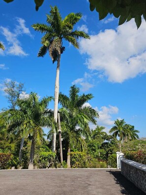 A tall palm tree in a landscaped area with a clear blue sky. - Dalkeith Cottages-10 Minutes From Mandeville (Knockpatrick)