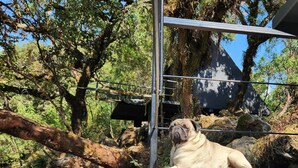 A pug lying on a concrete path with trees and a metal structure in the background. - Cabañas Grasshopper SHIELD (Tepoztlán)