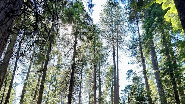 A wooden table with chairs set in a forest clearing surrounded by tall trees. - “Big Trees Retreat,” Boasts 5BR/2.5BA, Sleeps-16. 2-level living. Dog friendly! (Camp Connell)
