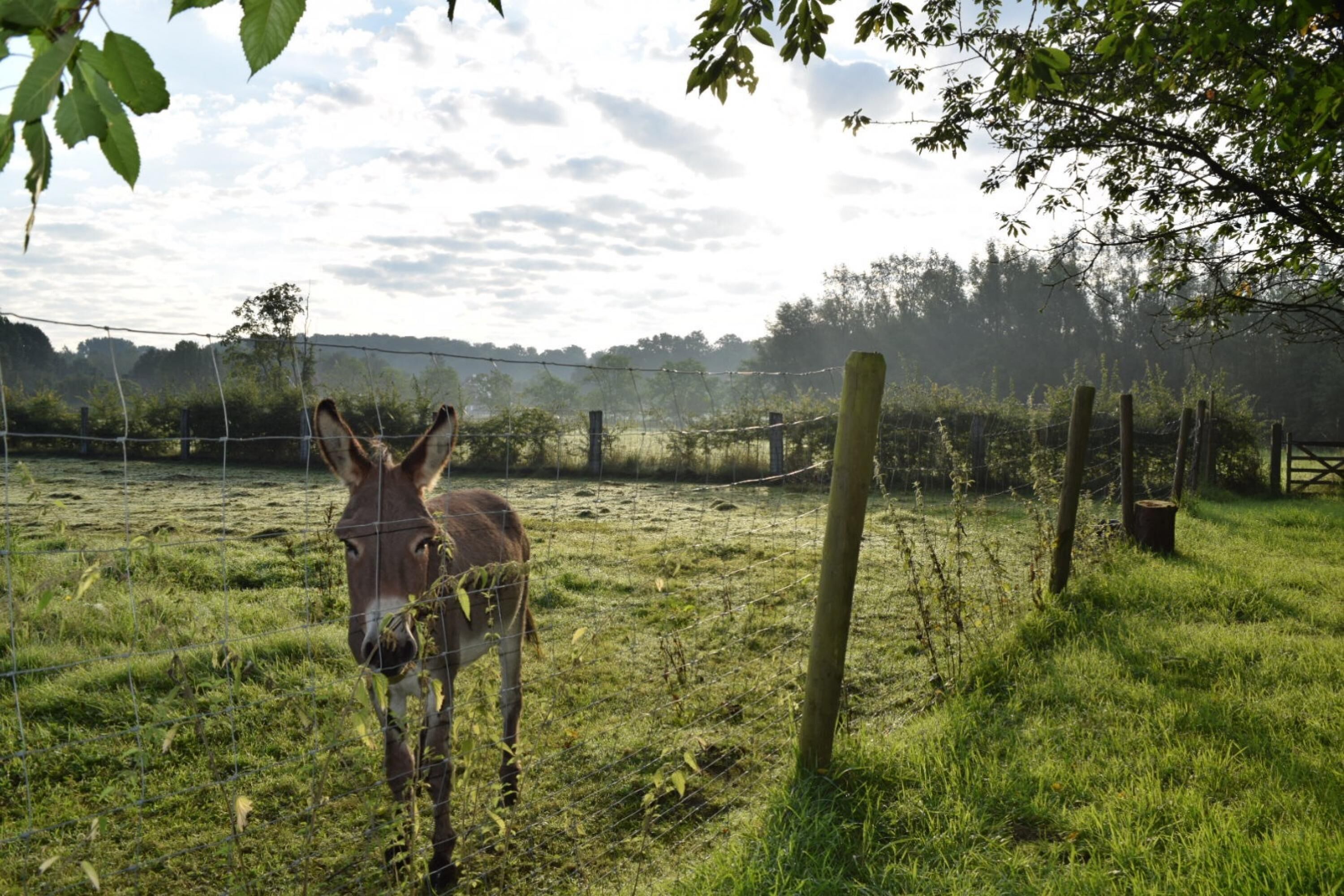 A donkey in a grassy enclosure with a wire fence, surrounded by trees and a cloudy sky.
