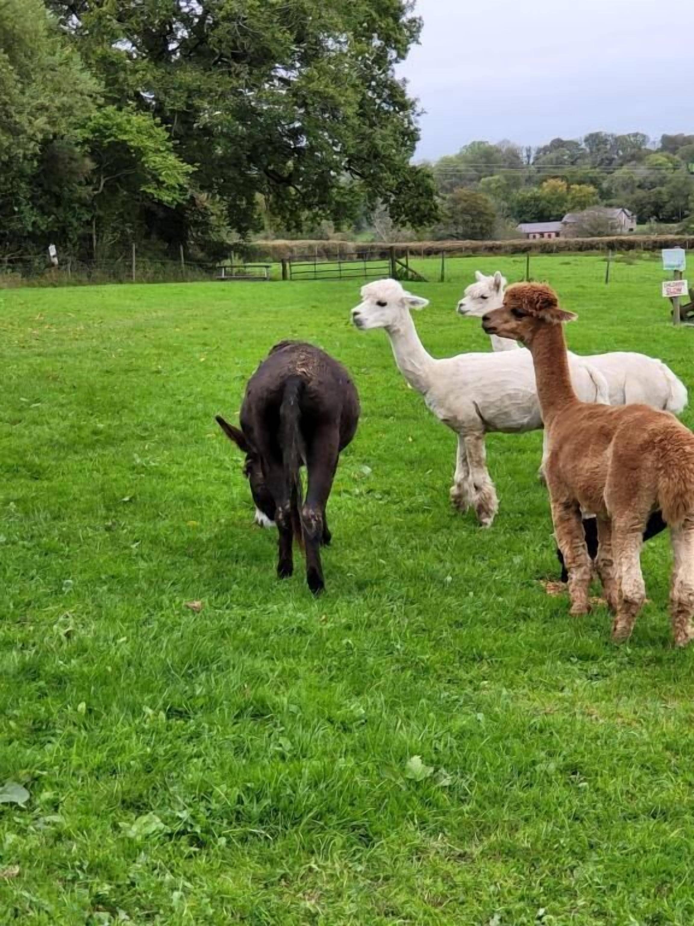 Um campo gramado com três alpacas.