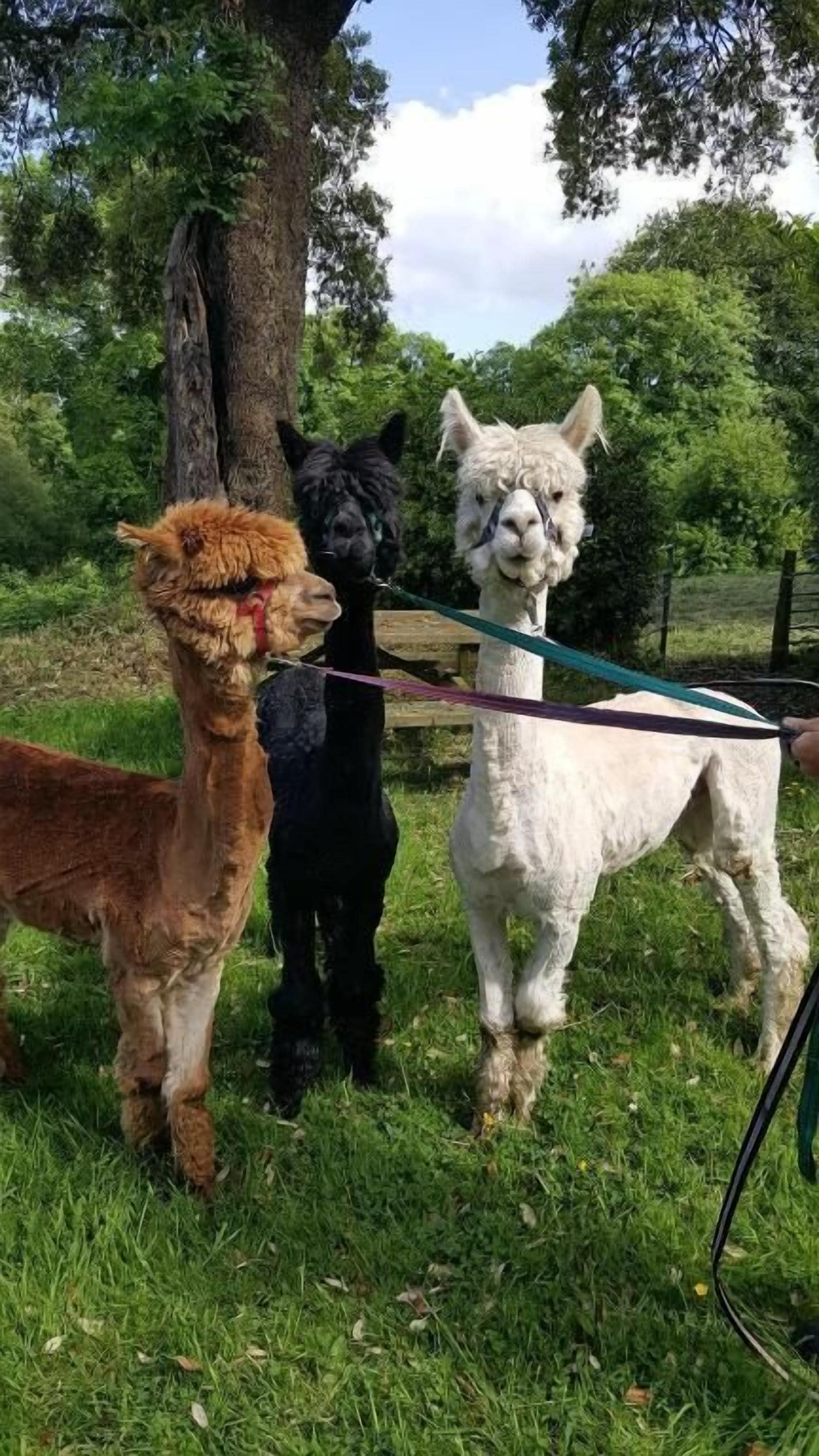 Three alpacas standing on grass with a tree in the background.