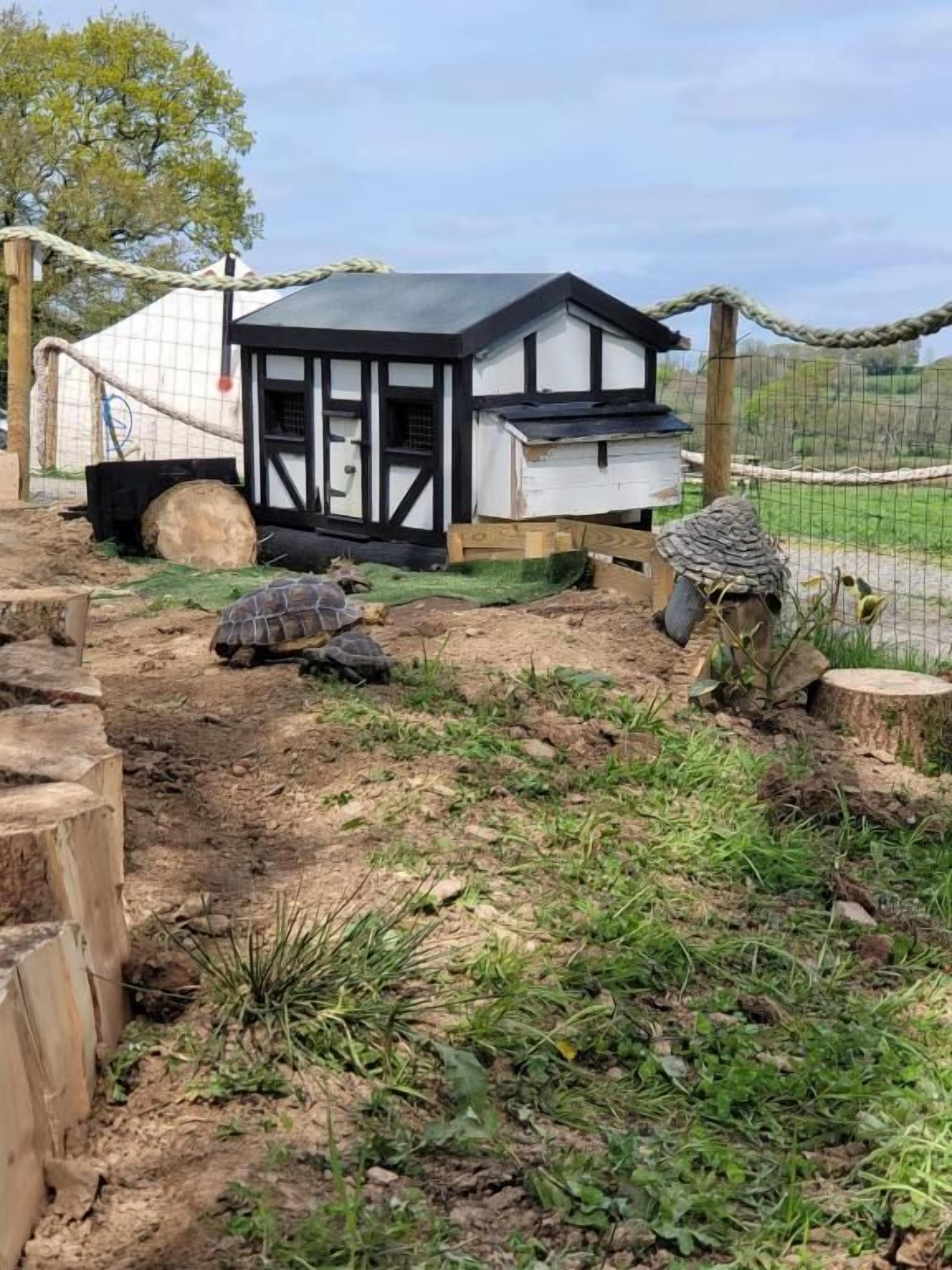 A turtle enclosure with a wooden structure, a fenced area, and a naturalistic setting.