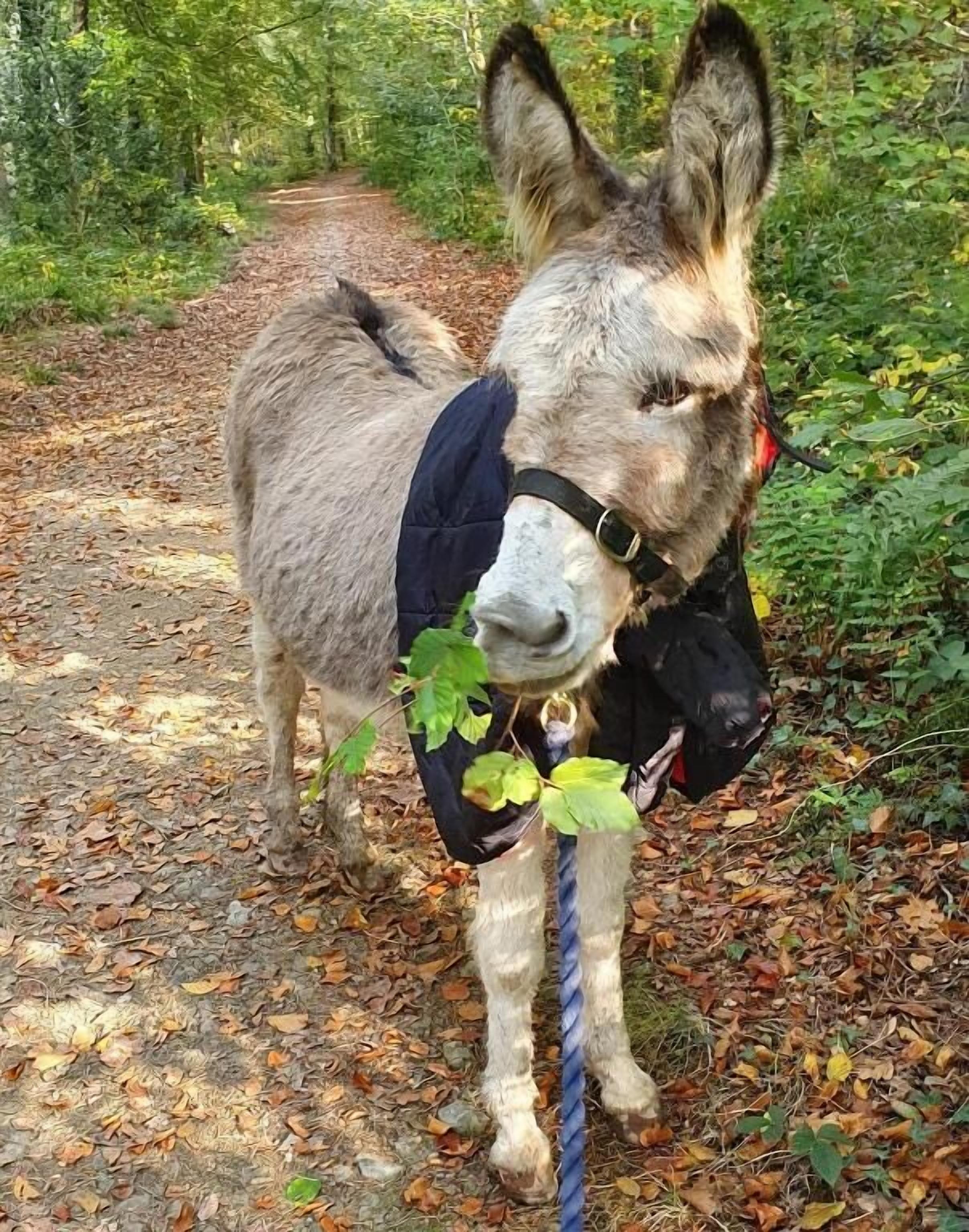 A donkey standing on a leaf-covered path in a wooded area.