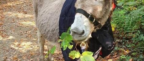 A donkey standing on a leaf-covered path in a wooded area.