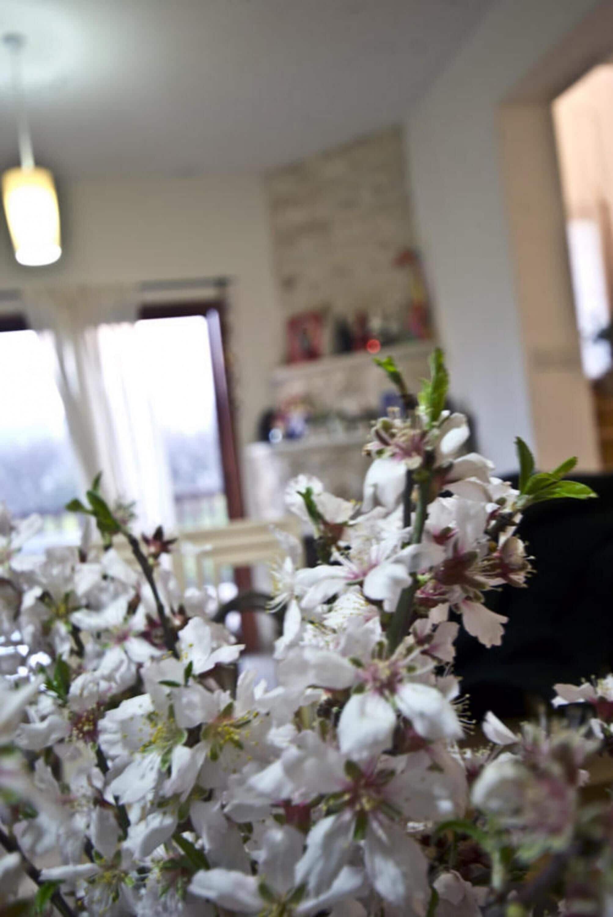 Primer plano de flores blancas, probablemente cerezos en flor, en una habitación con una ventana y una puerta al fondo.