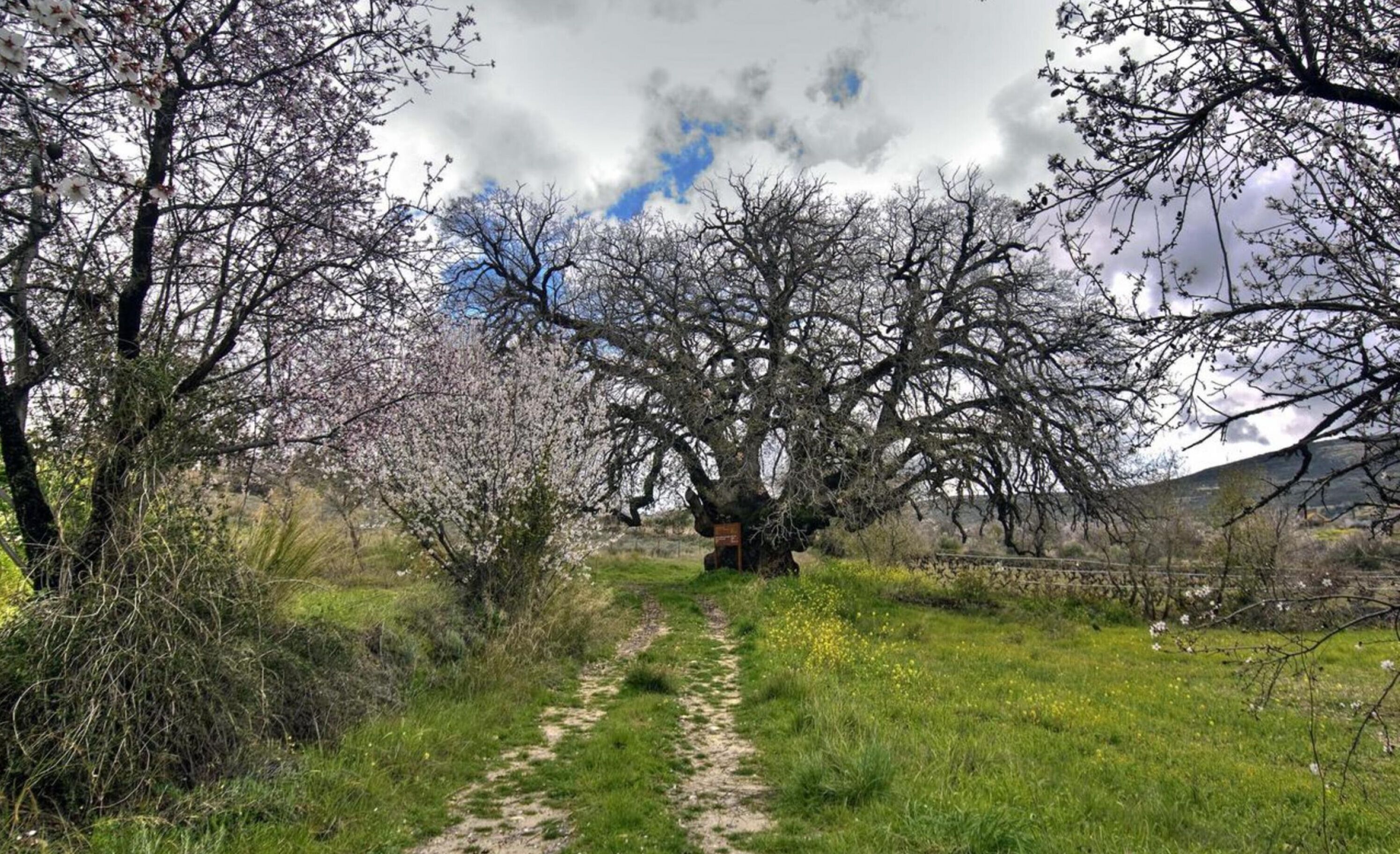 Un sendero de tierra que serpentea por un paisaje natural con árboles y arbustos.