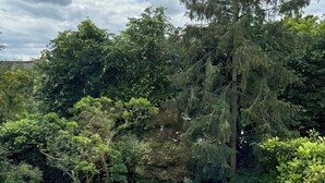 Un jardín bien cuidado con césped, una silla a cuadros, una pequeña mesa y un árbol alto.