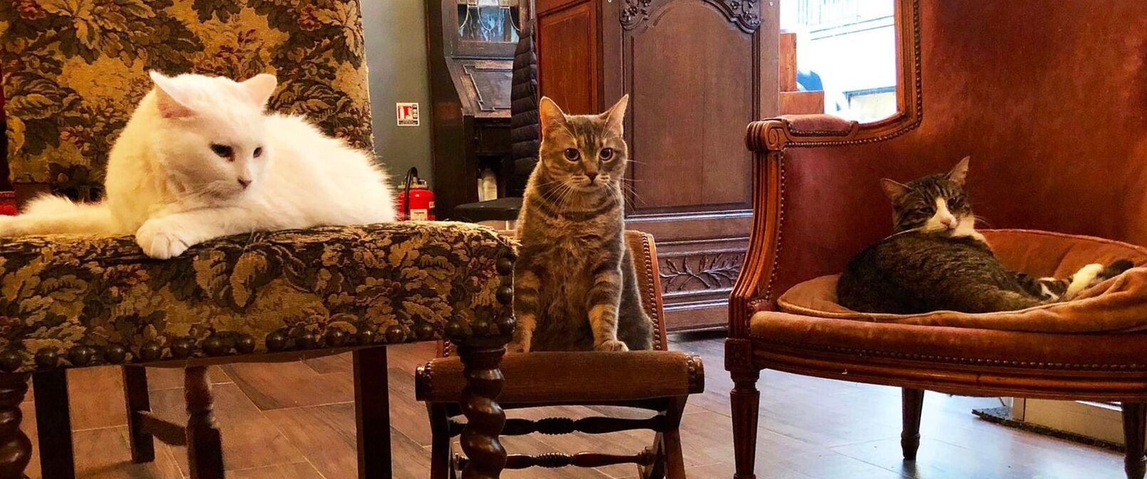 Trois chats sont assis sur des meubles dans une pièce dont le papier peint est à motifs et qui contient également des meubles en bois.