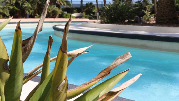 A pool area with palm trees and a clear blue sky. - Beachfront Laid Back and Luxurious Diamond Beach Condo (Galveston)