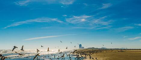 Apartment | 3 bedrooms, Internet