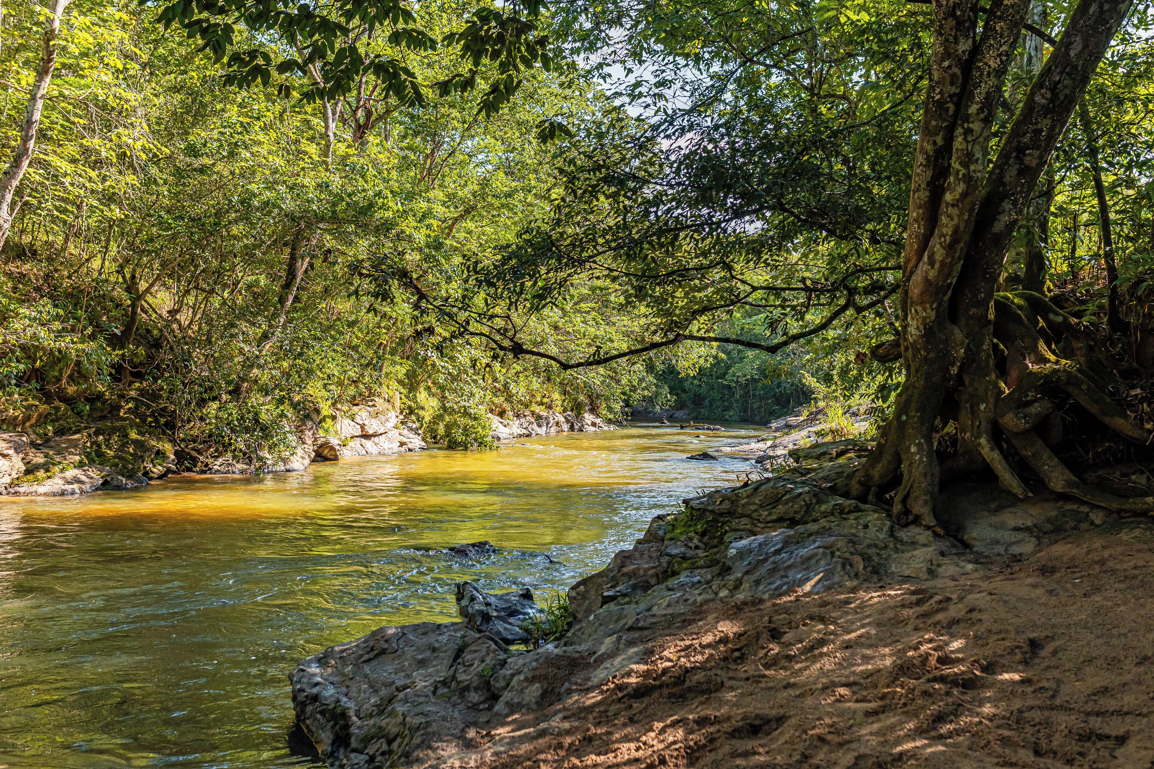 Een rivier omringd door weelderige begroeiing en bomen.