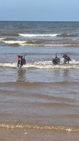 Tres perros jugando en el agua en la playa.