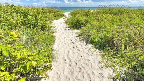 Un sendero arenoso que lleva a una playa, bordeado por abundante vegetación verde a ambos lados.